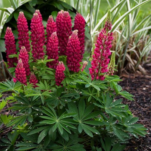 Lupinus polyphyllus 'Gallery Red' - Hulgalehine lupiin 'Gallery Red' P9/0,55L